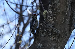 Woodpecker, Yellow-bellied Sapsucker, 2018-05051635 Royalston, MA